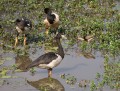 0922-1625 NT Kakadu (9223171)